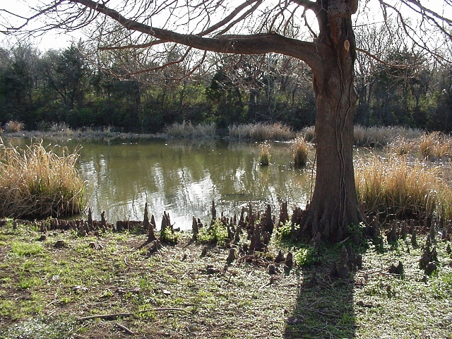 A little pond near the lak