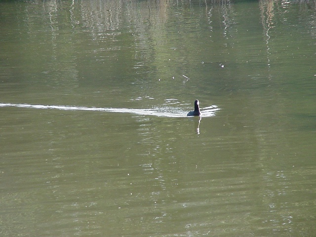 A duck, or some type of waterfow